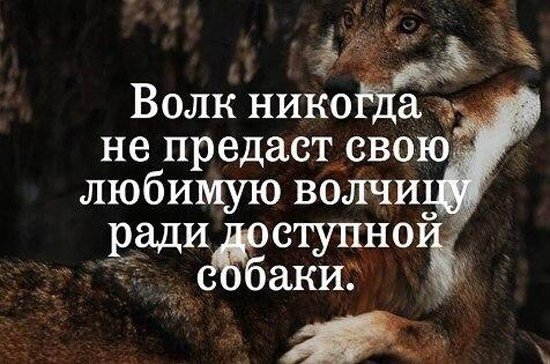 Волк никогда не предаст свою любимую волчицу ради доступной собаки.
