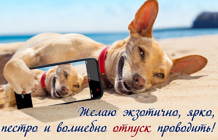 Собачка со смартфоном на белом песке.