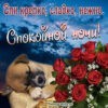 Букет цветов и милый пёсик на открытке спокойной ночи.