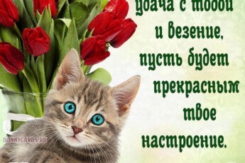Открытка хорошего дня с котом и красными тюльпанами.