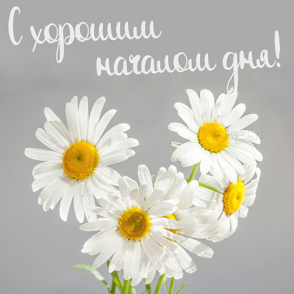Бесплатная картинка с хорошим началом дня