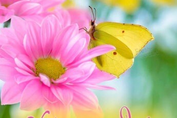 Картинка хорошего дня с бабочками