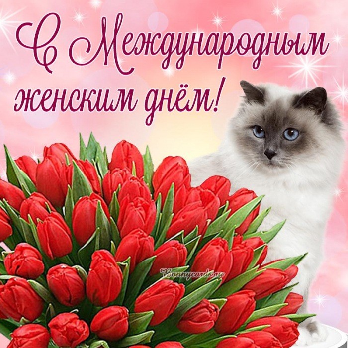 Открытка на Международный женский день с котиком.