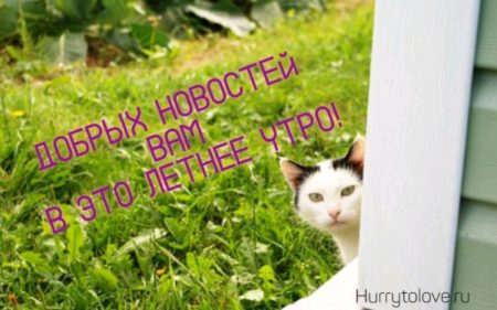 Доброе летнее утро картинки с котами: открытки с надписями на фоне котов