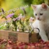 С добрым летним утром картинки с котами: открытки с надписями на фоне котиков