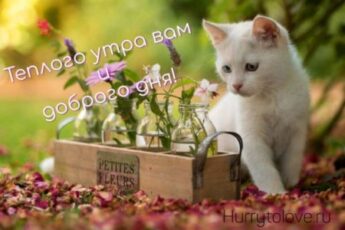 С добрым летним утром картинки с котами: открытки с надписями на фоне котиков