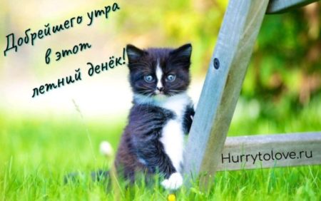 Доброе летнее утро картинки с котами: открытки с надписями на фоне котов