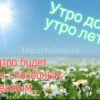 С добрым летним утром картинки с ромашками: красивые открытки с цветами