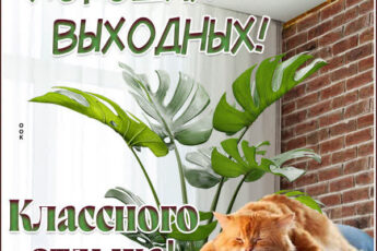 Блестящая открытка хороших выходных с котом