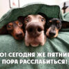 Смешная картинка ого сегодня пятница