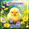 Забавная открытка солнечной среды