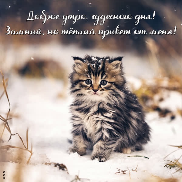 Свежий иней открытка с пожеланием доброго утра