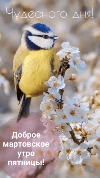 Доброе мартовское утро пятницы - красивые картинки (34 ФОТО)