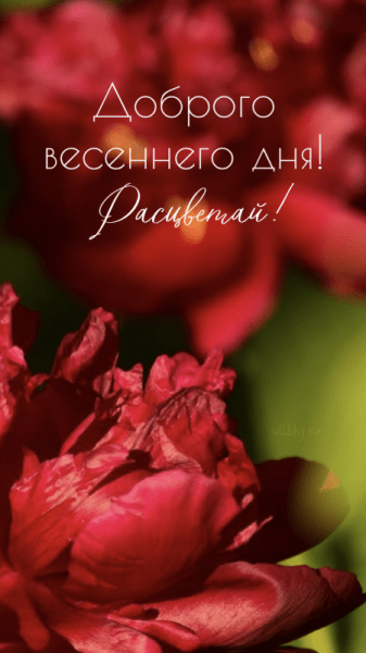 Доброго весеннего дня - новые красивые картинки (39 ФОТО)